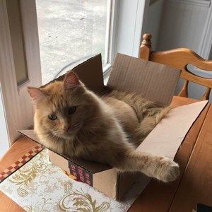 Meet your Posher, Adriane